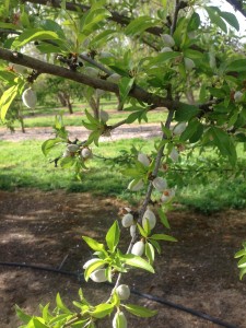 Soon to be almonds!