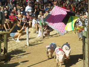 Pigs crossing the finish line at Bishops Pumpkin Farm in Wheatland, California
