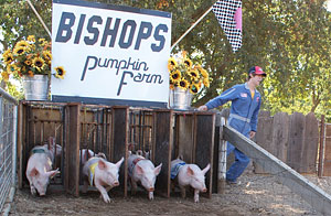 Start the the Pig Races at Bishops Pumpkin Farm in Wheatland, California