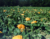They are real pumpkins, still attached to the vine, at Bishop's Pumpkin Farm in Wheatland, California